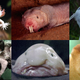 Illustration for article titled 12 Real Animals We Can't Believe Aren't Pokémon